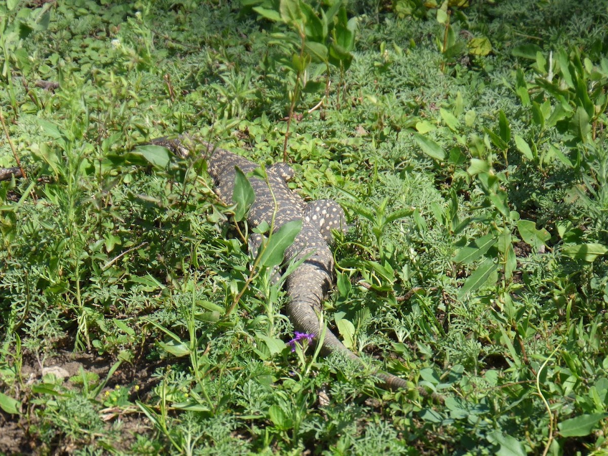 Argentine Black-and-white Tegu - ML645528859