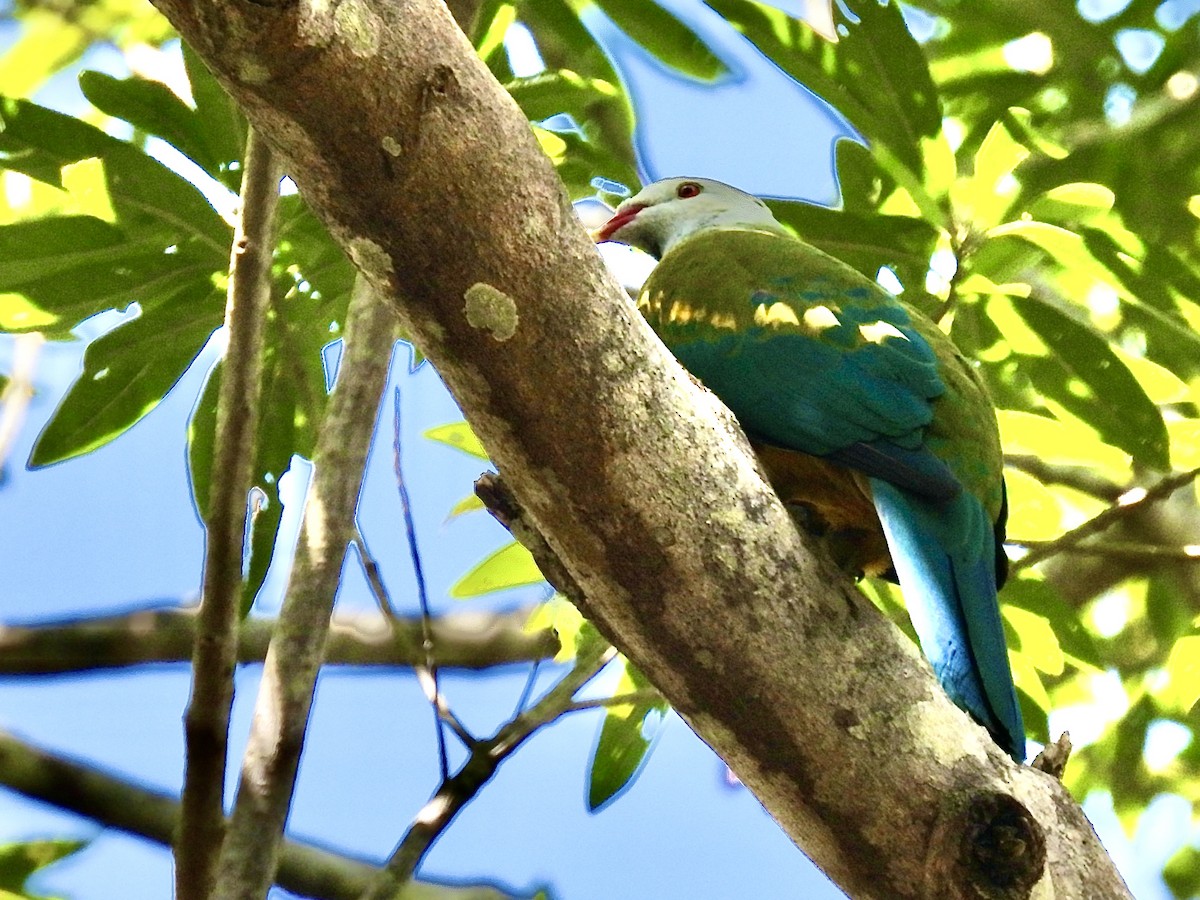 Wompoo Fruit-Dove - ML645528863