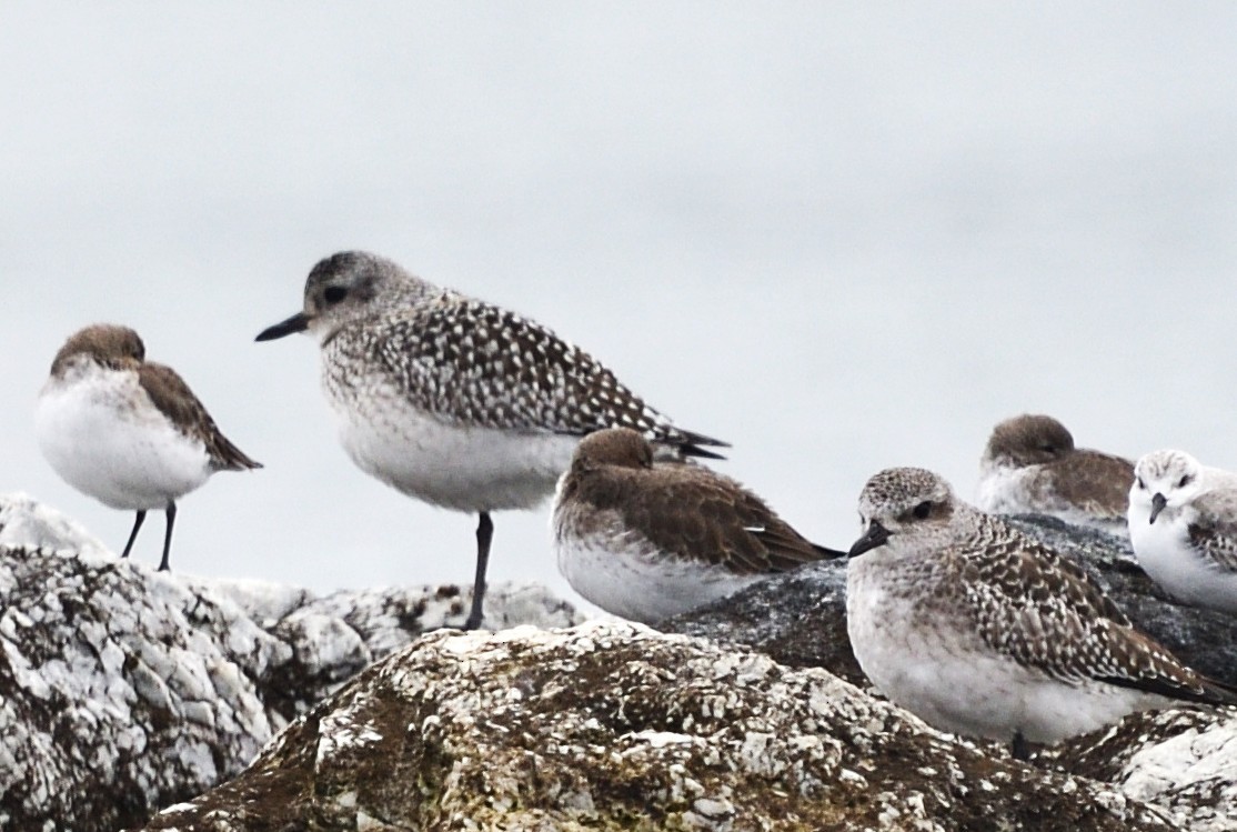 Black-bellied Plover - ML645528866