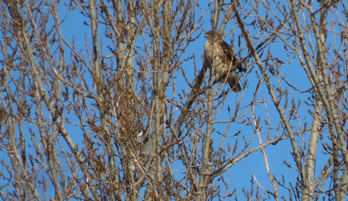 Red-tailed Hawk - ML645528867