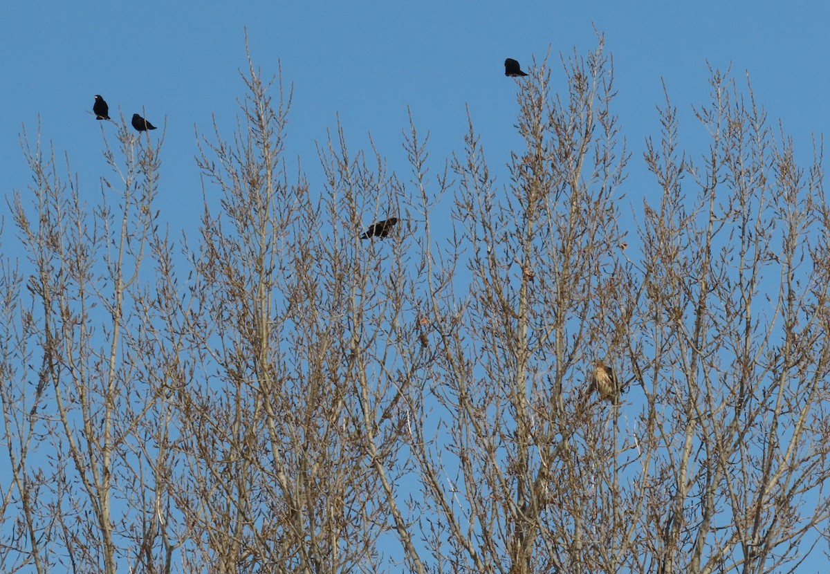 Red-tailed Hawk - ML645528868