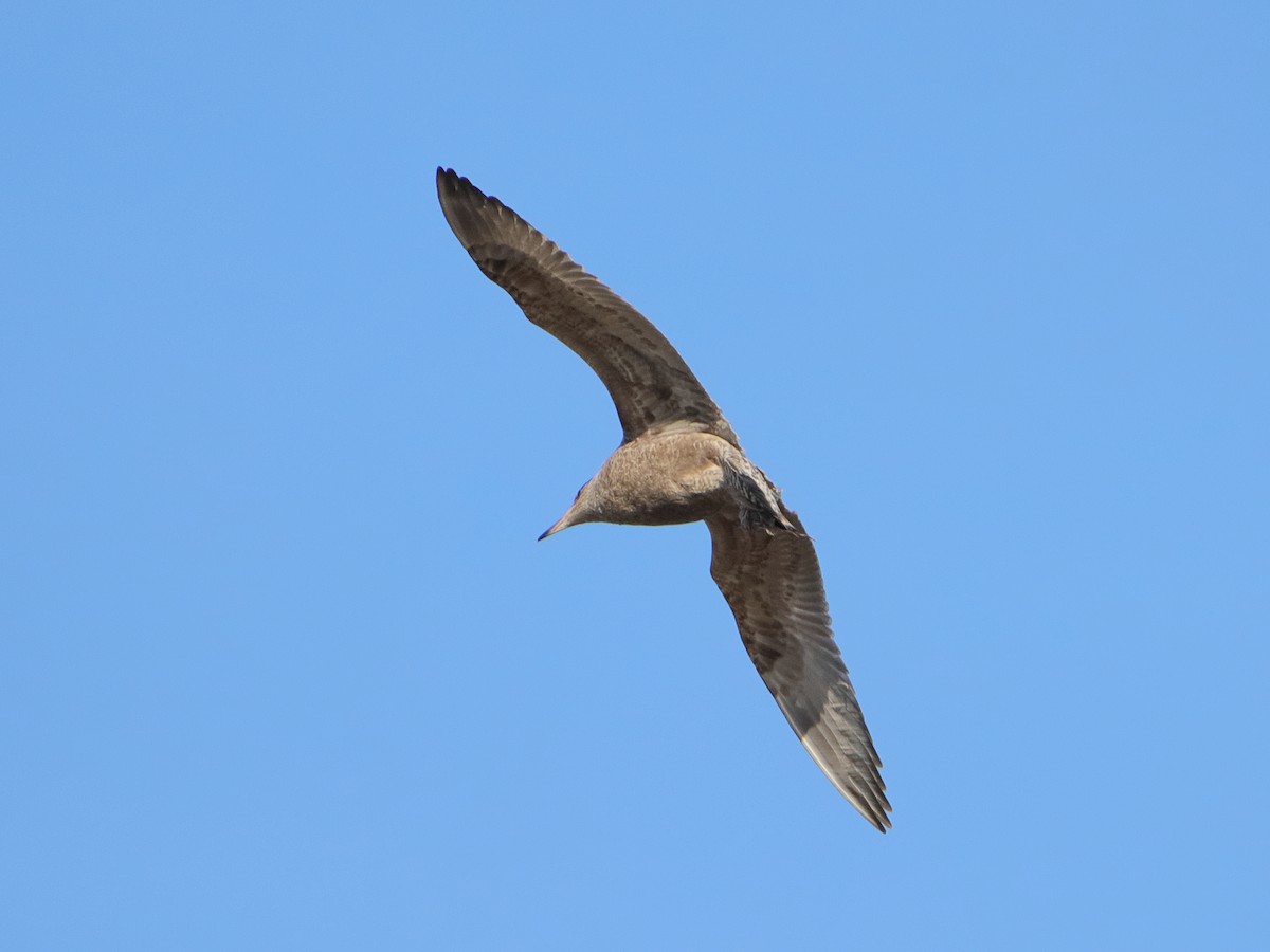 American Herring Gull - ML645528872