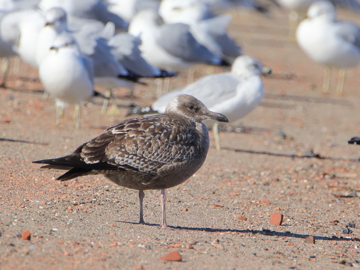 American Herring Gull - ML645528874