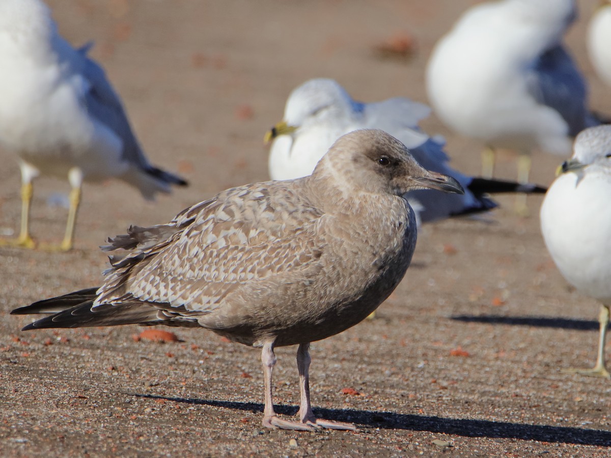 American Herring Gull - ML645528876