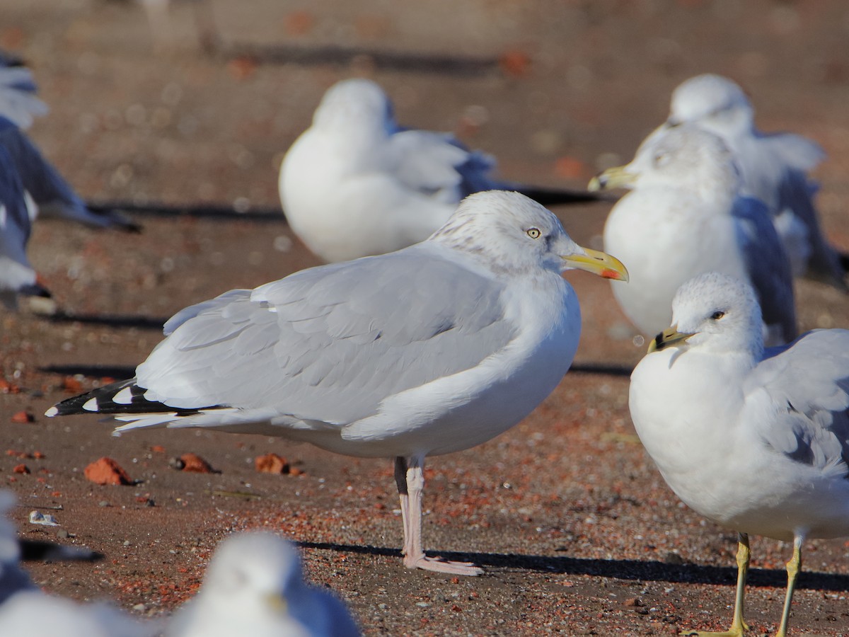 American Herring Gull - ML645528877