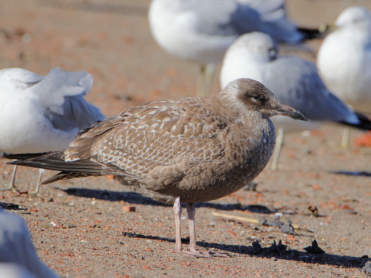 American Herring Gull - ML645528882