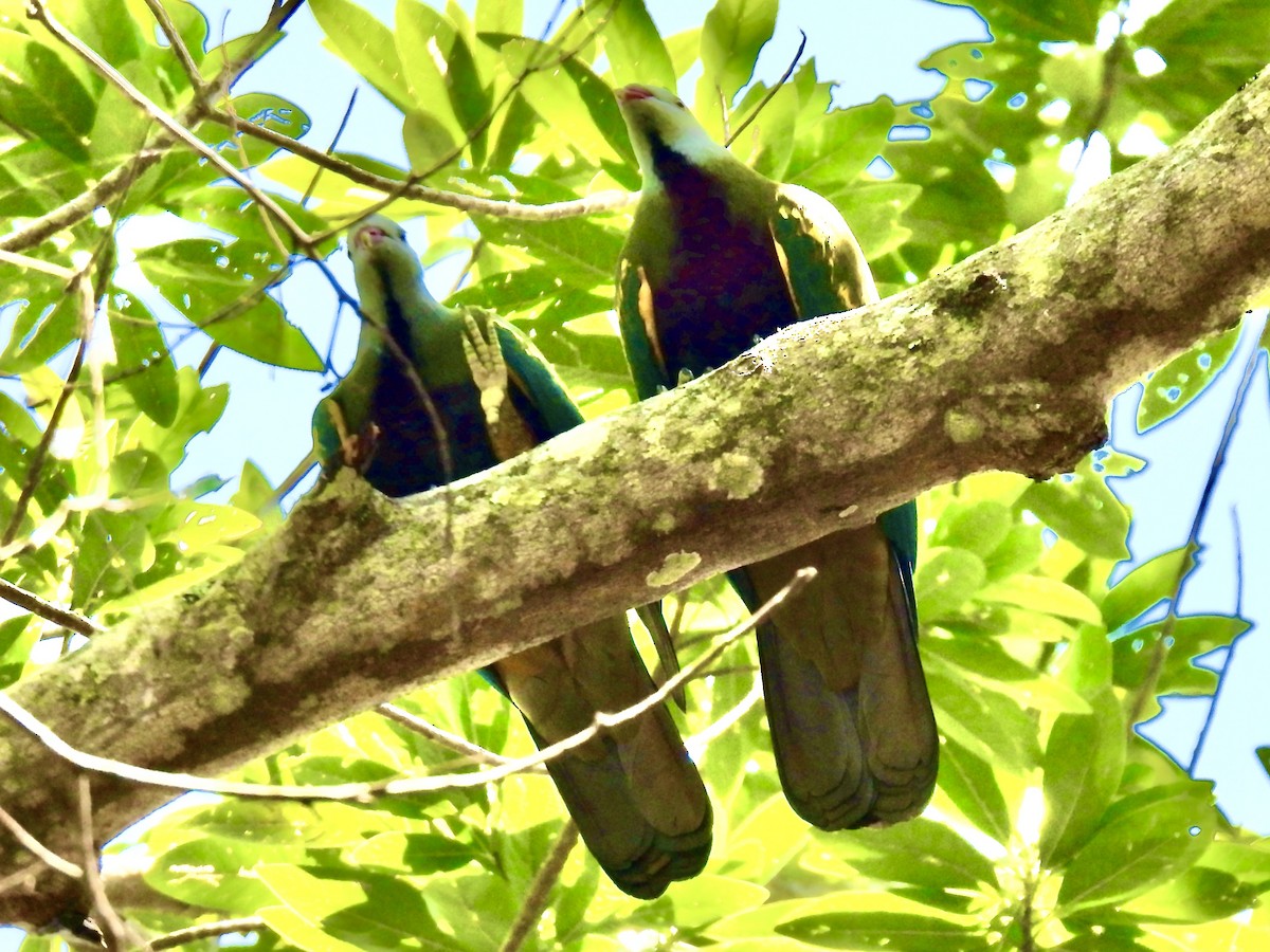 Wompoo Fruit-Dove - ML645528885