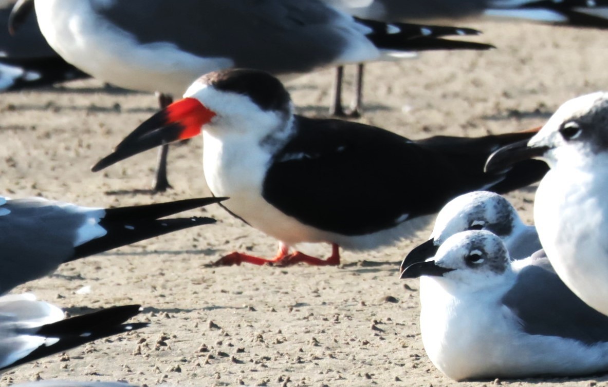 Black Skimmer - ML645528887