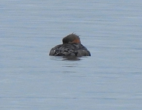 Red-breasted Merganser - ML645528890