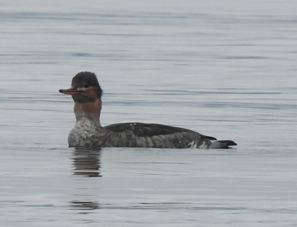 Red-breasted Merganser - ML645528892