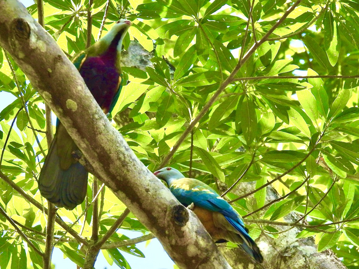 Wompoo Fruit-Dove - ML645528893