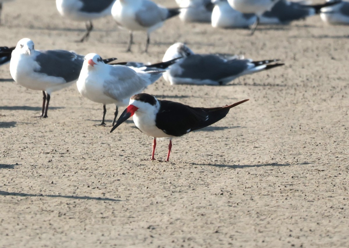 Black Skimmer - ML645528894
