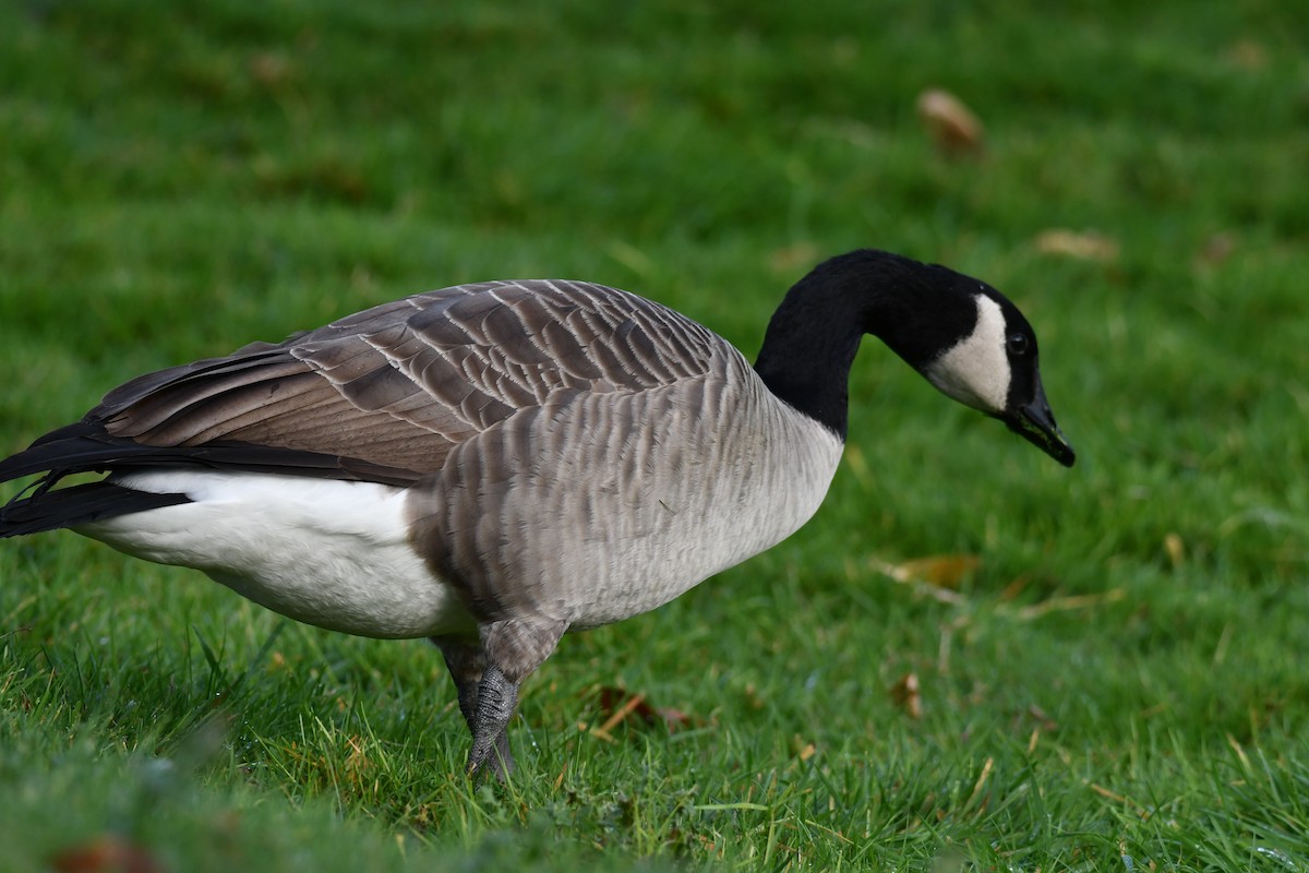 Canada Goose - ML645528899