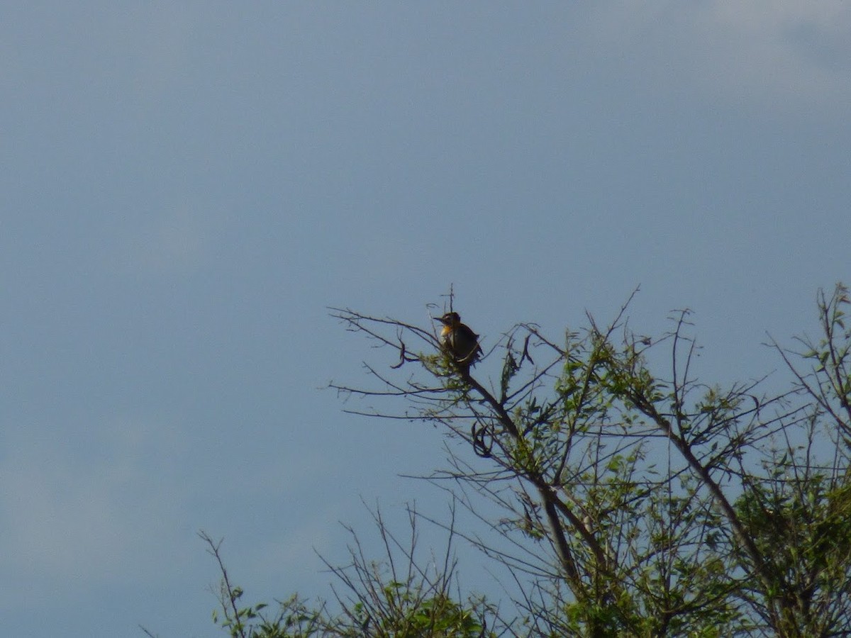 Campo Flicker - ML645528901