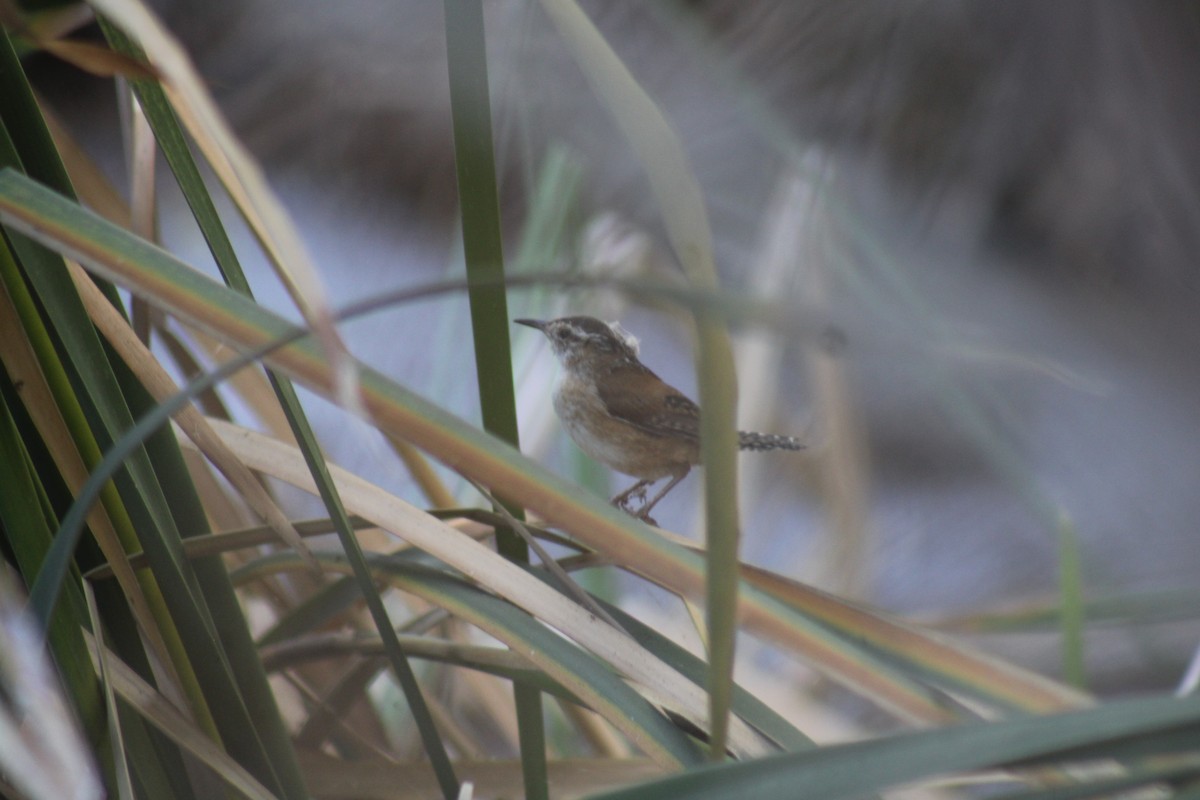 Marsh Wren - ML645528903