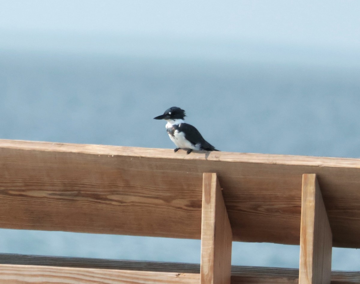 Belted Kingfisher - ML645528904