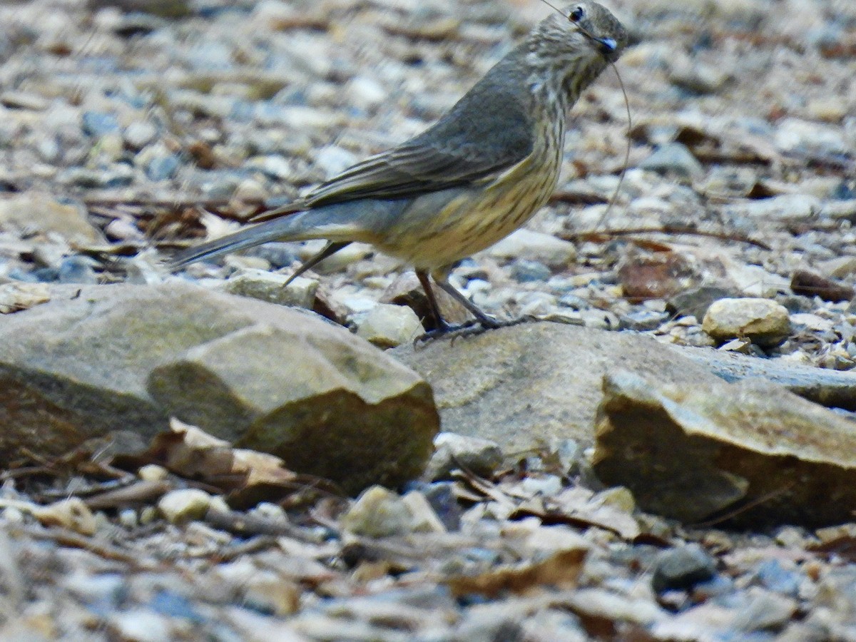 Rufous Whistler - ML645528906