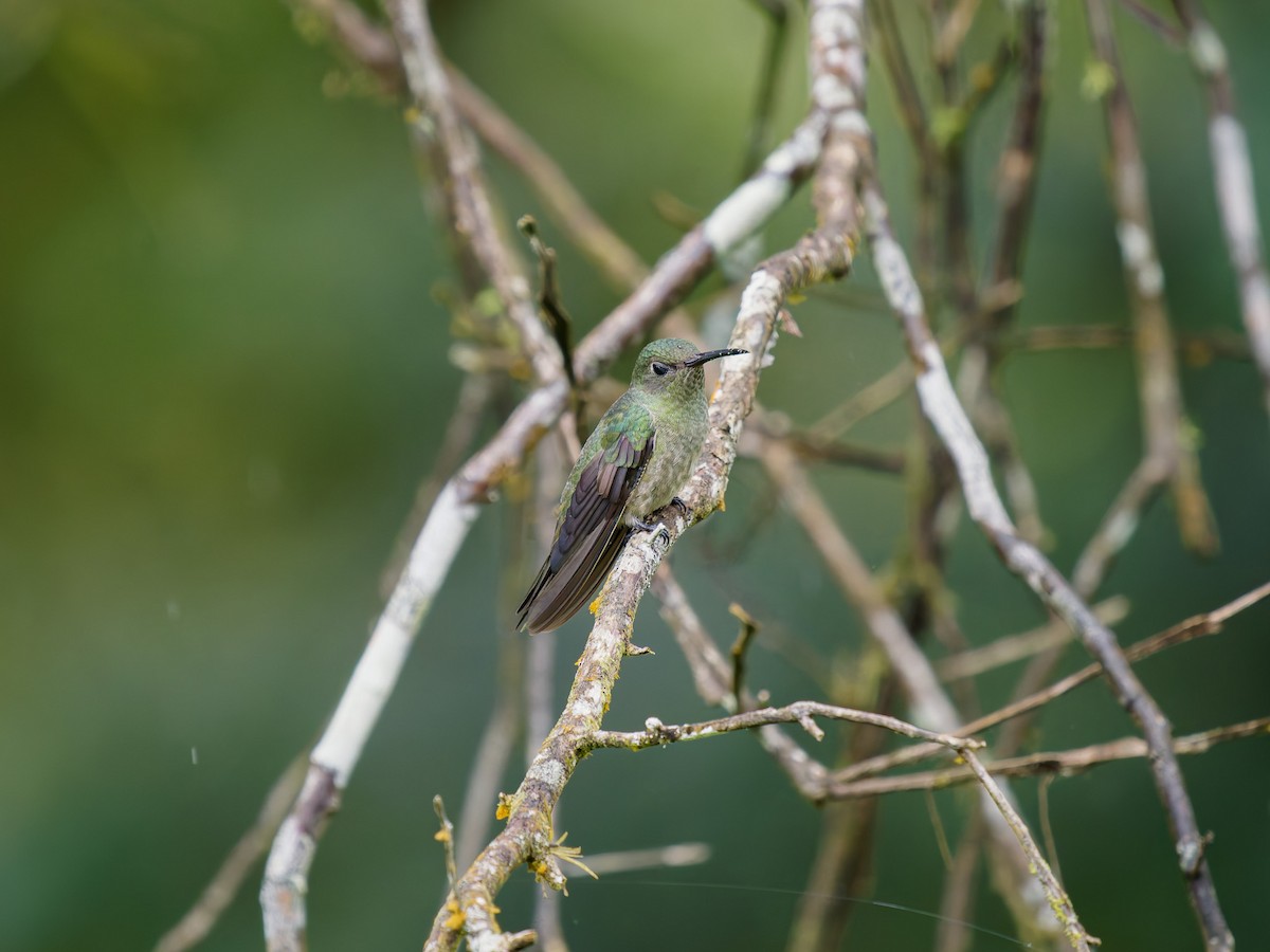 Scaly-breasted Hummingbird - ML645528909