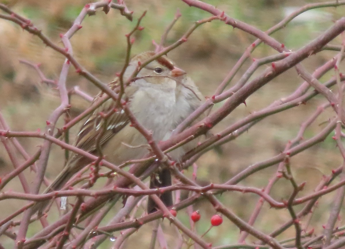 Бруант білобровий - ML645528912