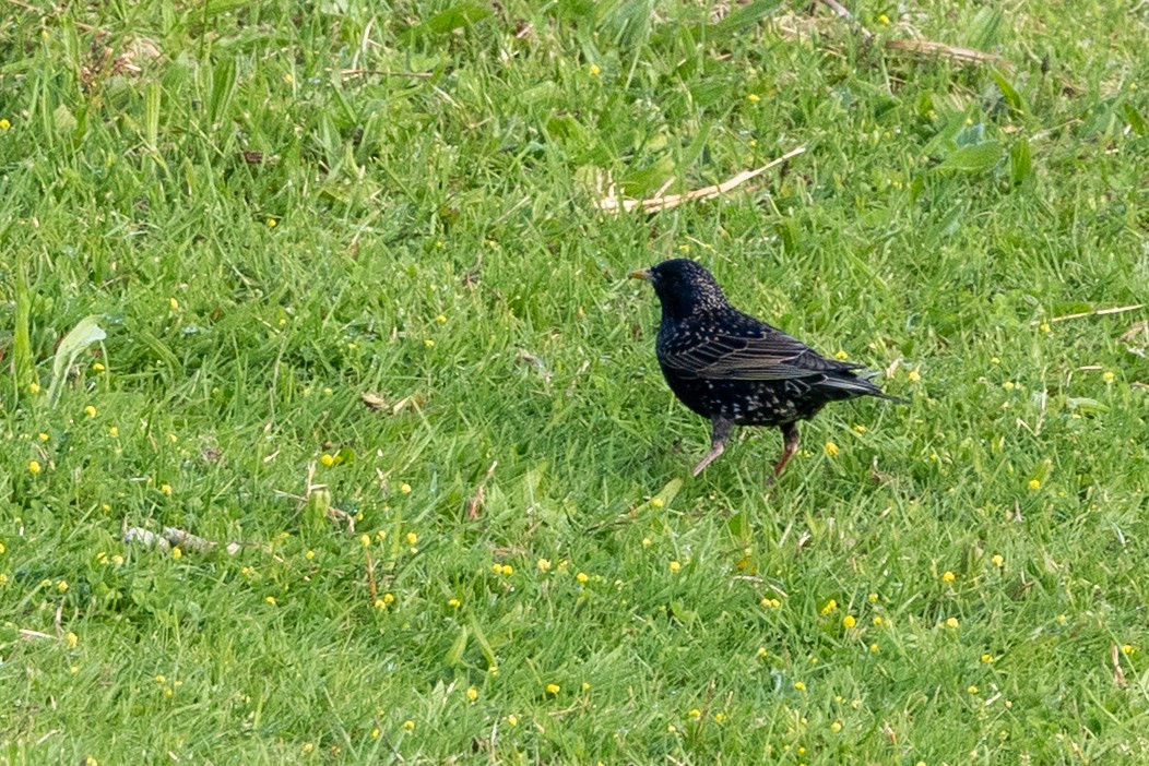 European Starling - ML645528914