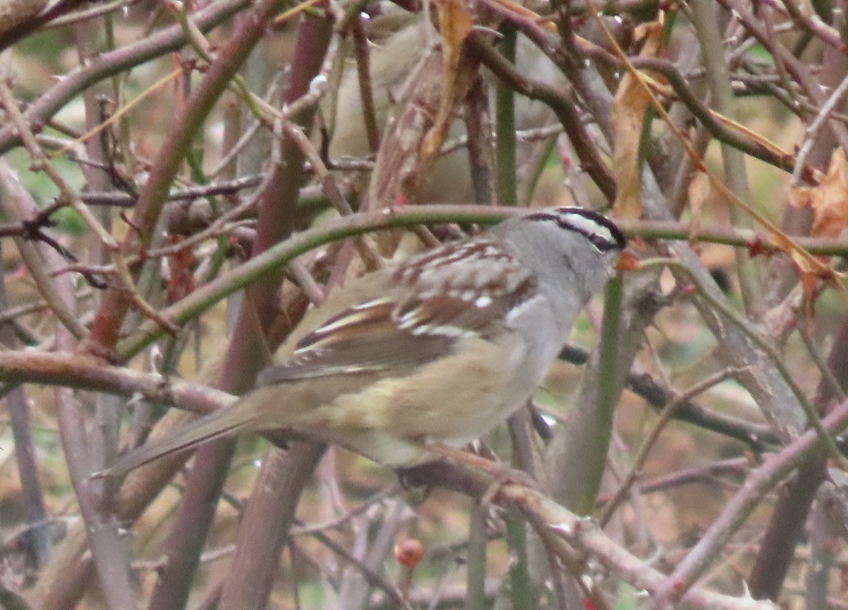 Бруант білобровий - ML645528916