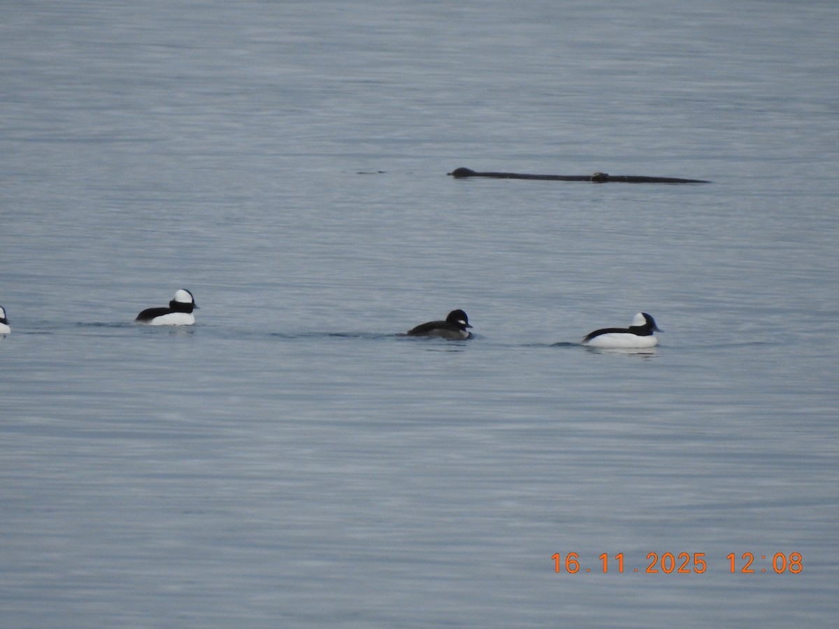 Bufflehead - ML645528917
