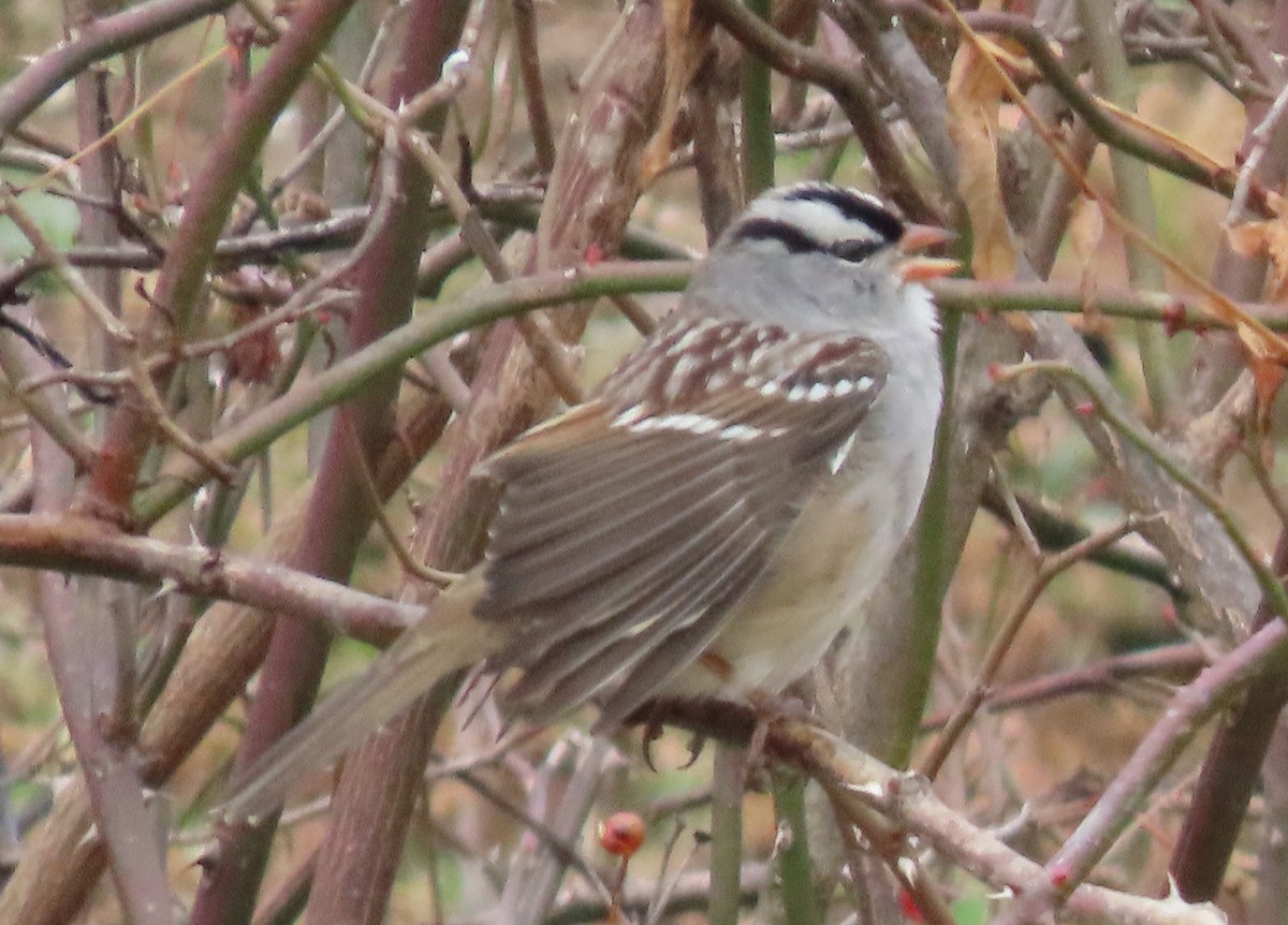 Бруант білобровий - ML645528918