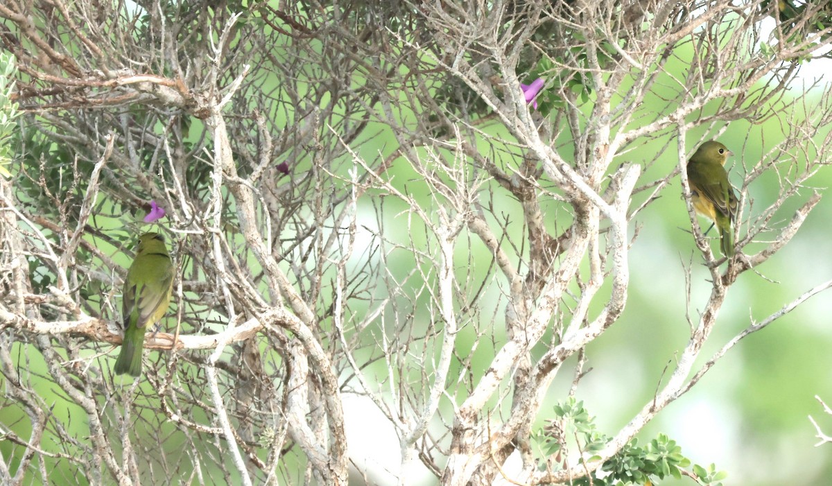 Painted Bunting - ML645528921