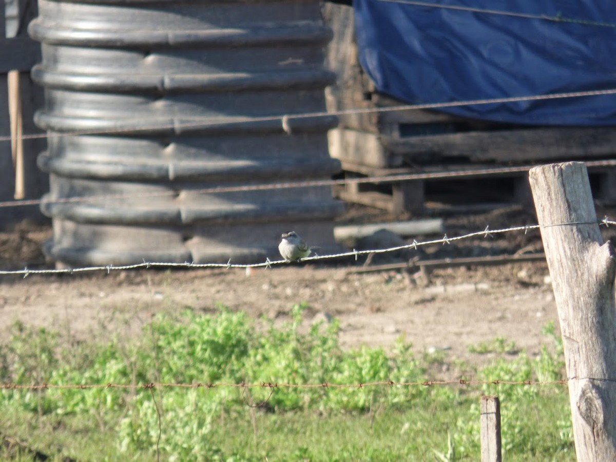 Crowned Slaty Flycatcher - ML645528923