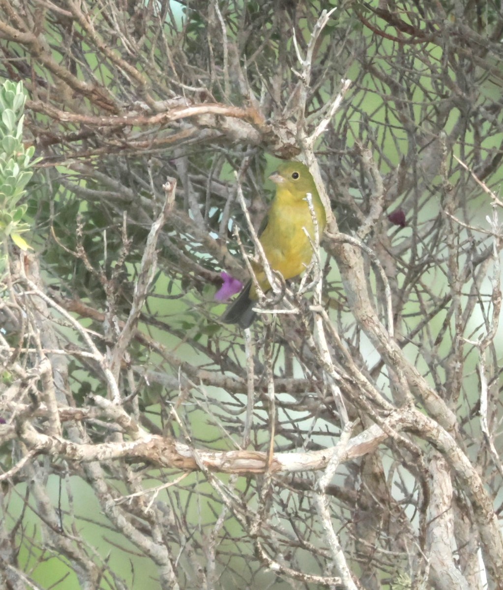 Painted Bunting - ML645528925