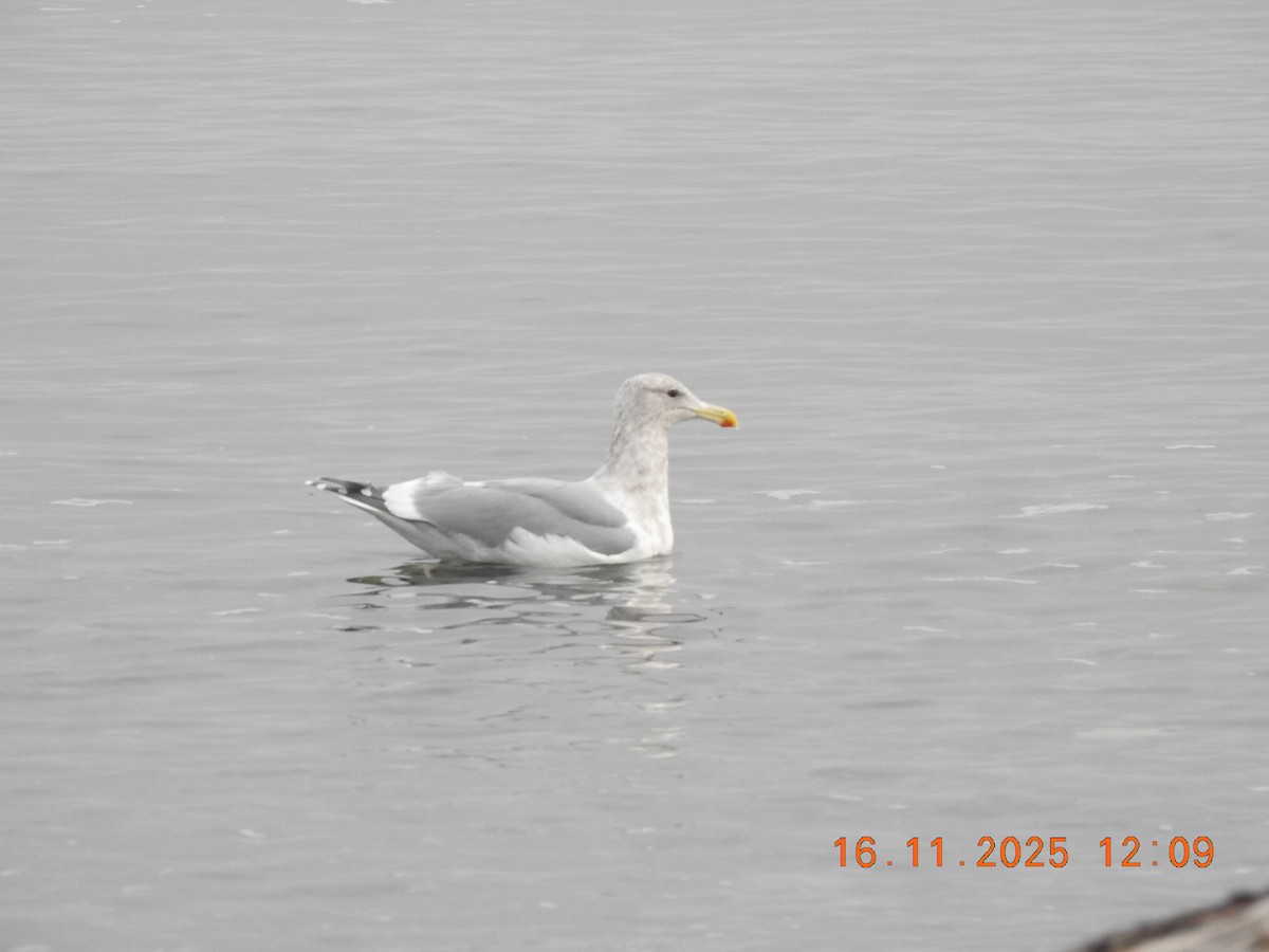 Glaucous-winged Gull - ML645528926