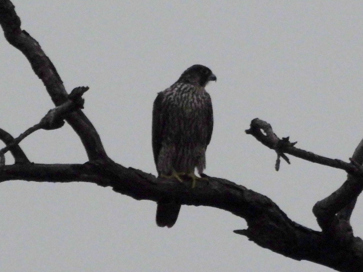 Faucon pèlerin - ML645528927