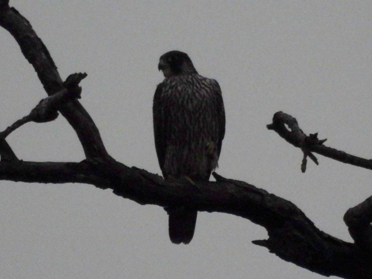 Faucon pèlerin - ML645528928