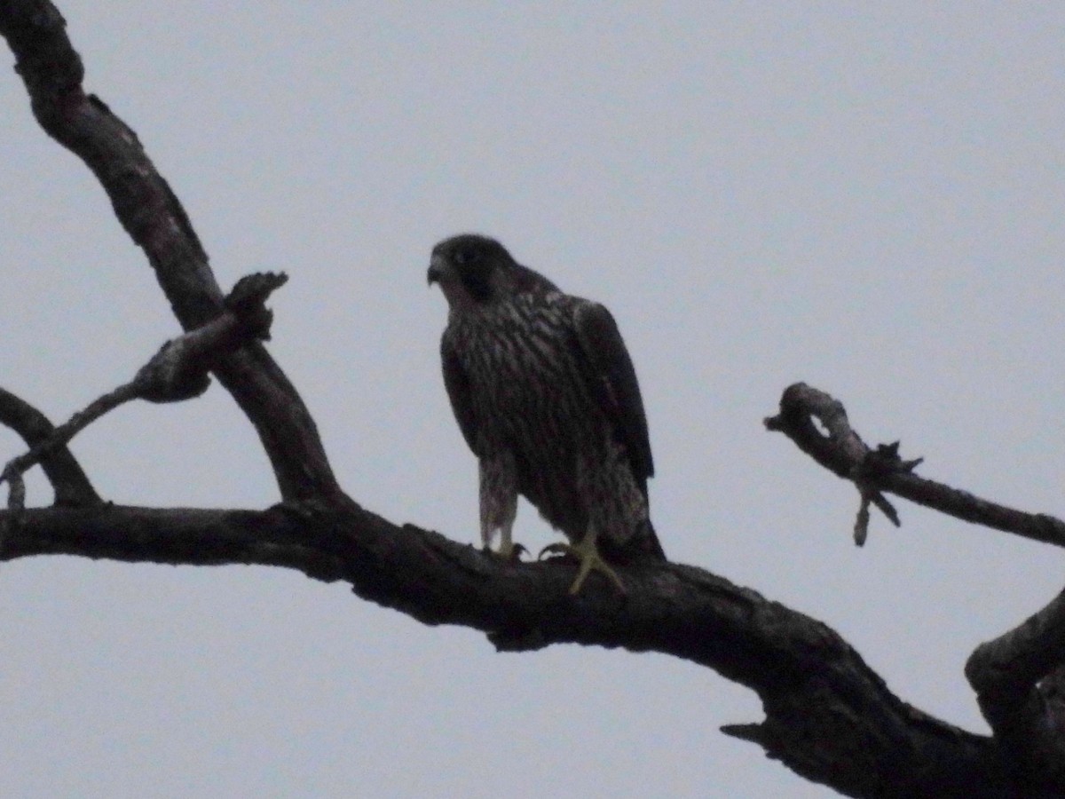 Faucon pèlerin - ML645528929