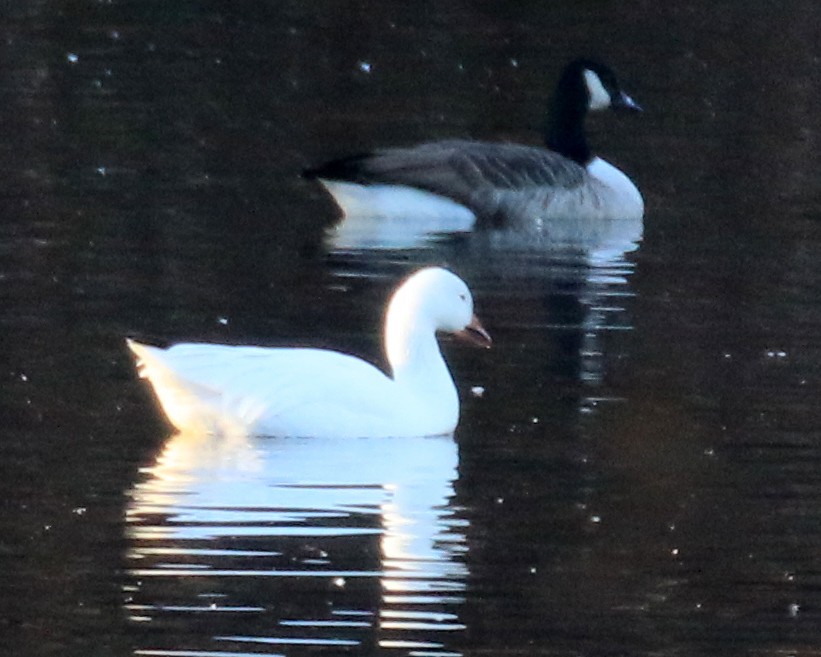 Snow Goose - ML645528934