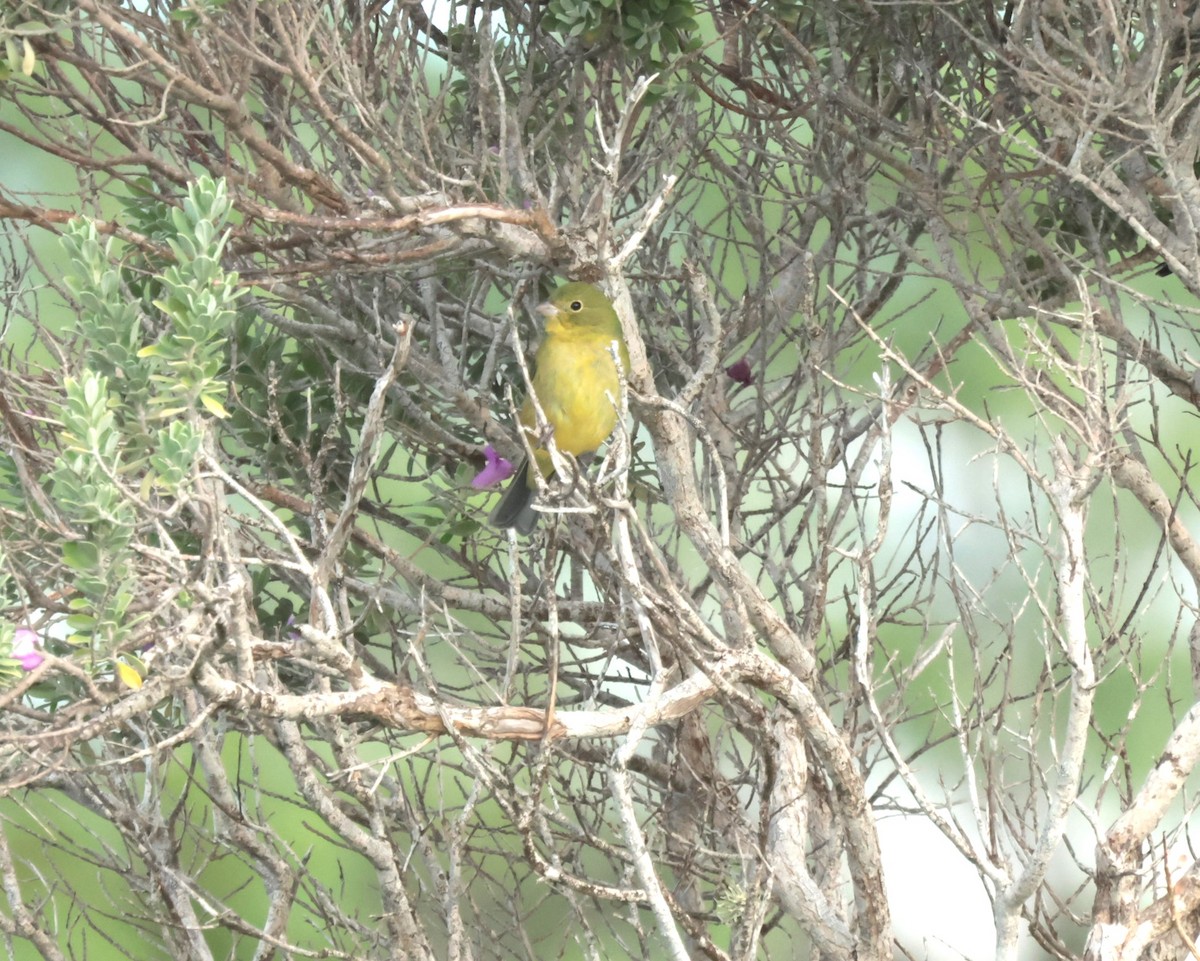 Painted Bunting - ML645528935