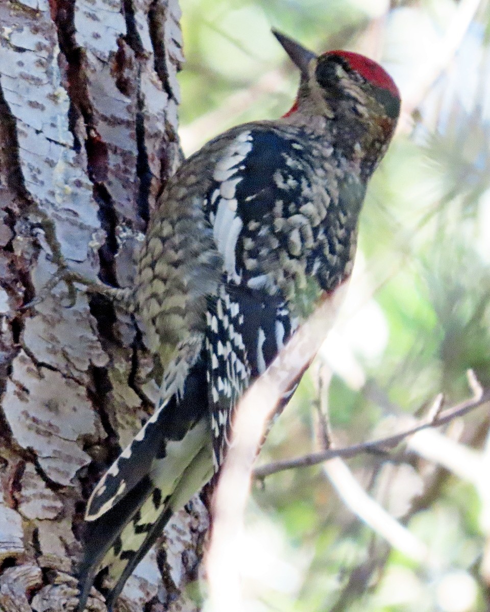 Rotnacken-Saftlecker - ML645528946