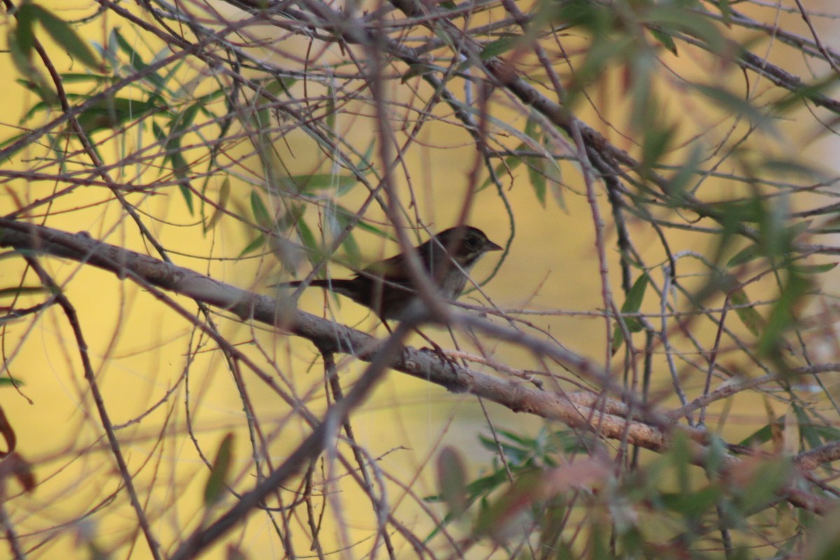 Swamp Sparrow - ML645528947