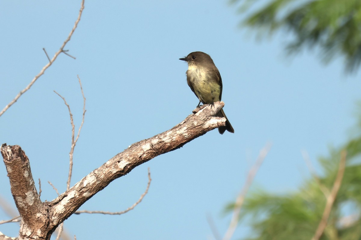 Eastern Phoebe - ML645528958