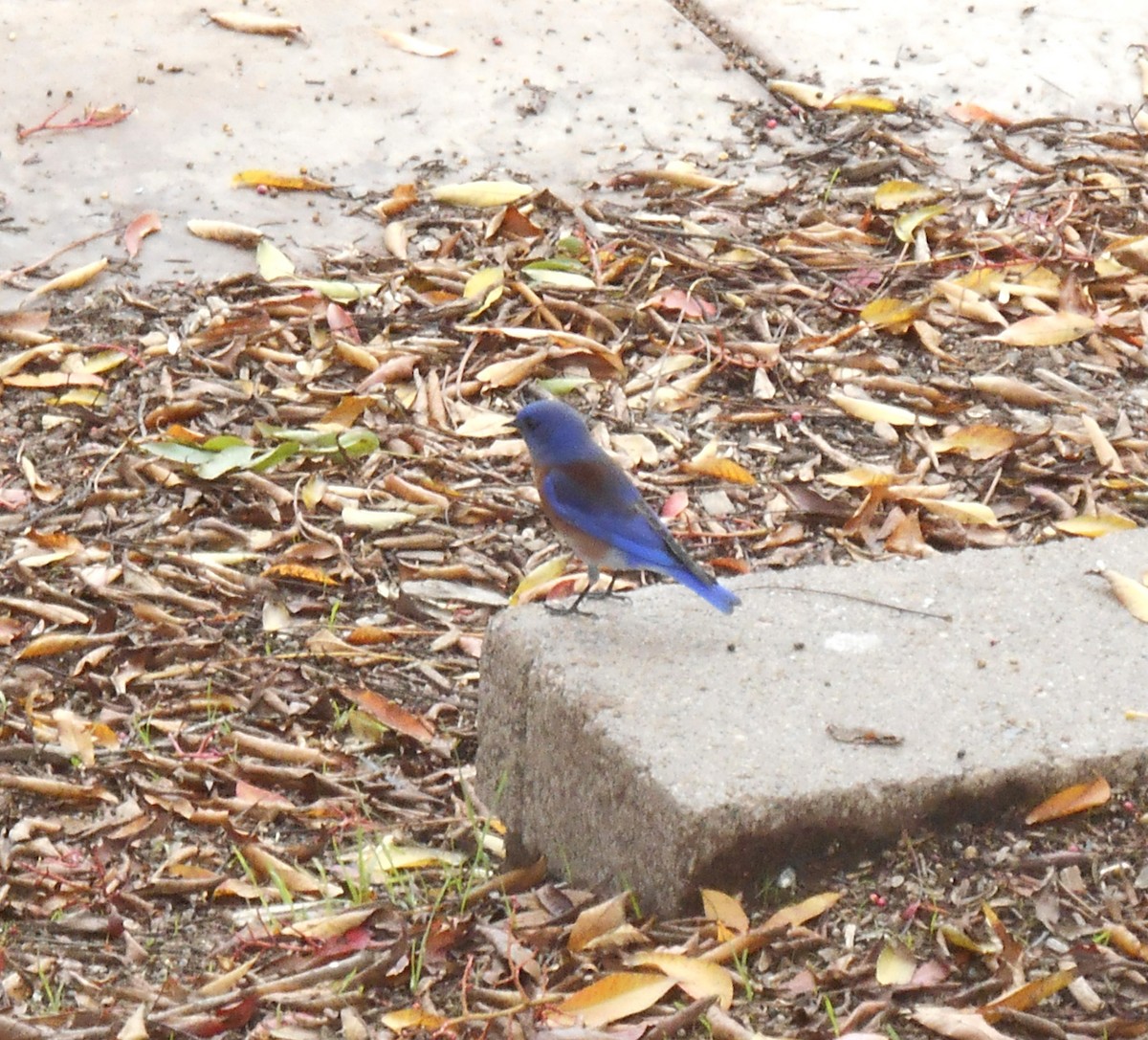 Western Bluebird - ML645528959