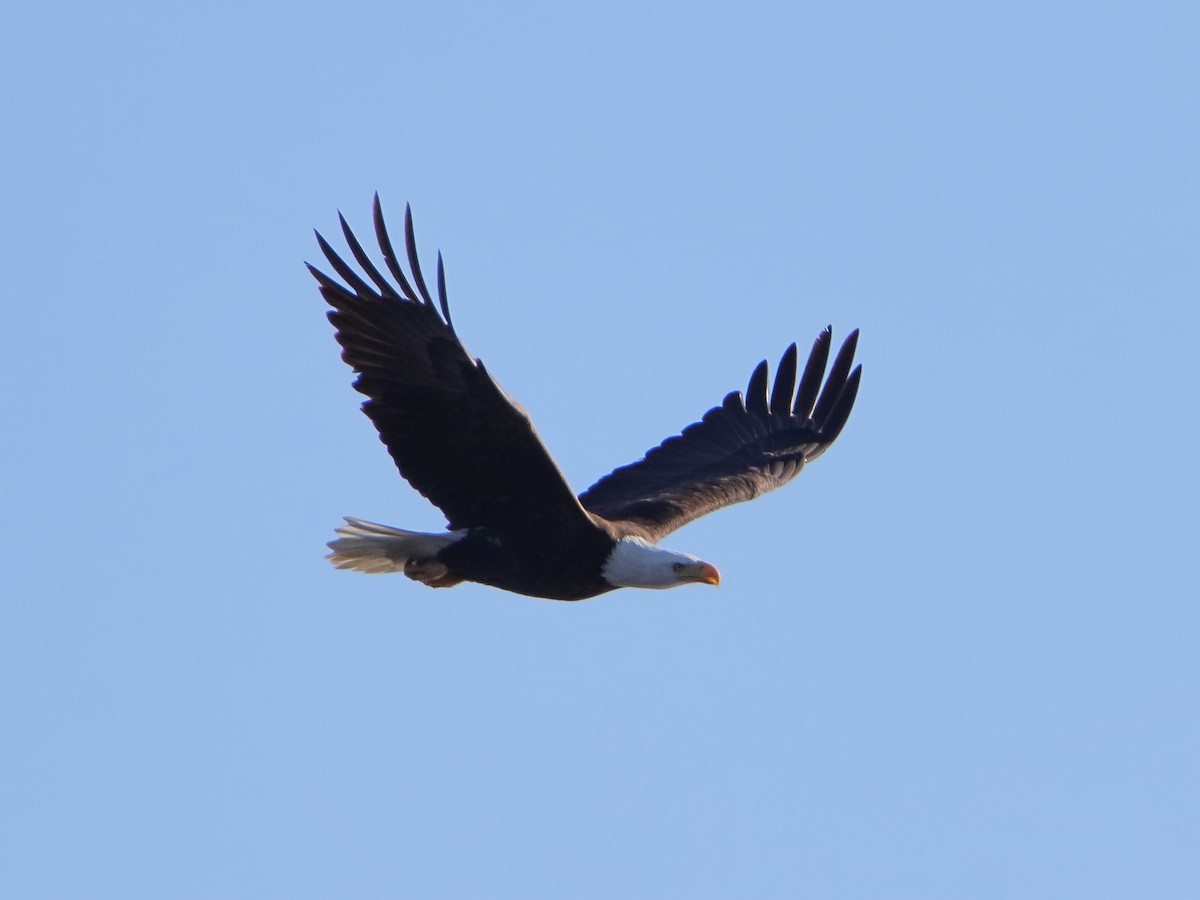 Bald Eagle - ML645528960