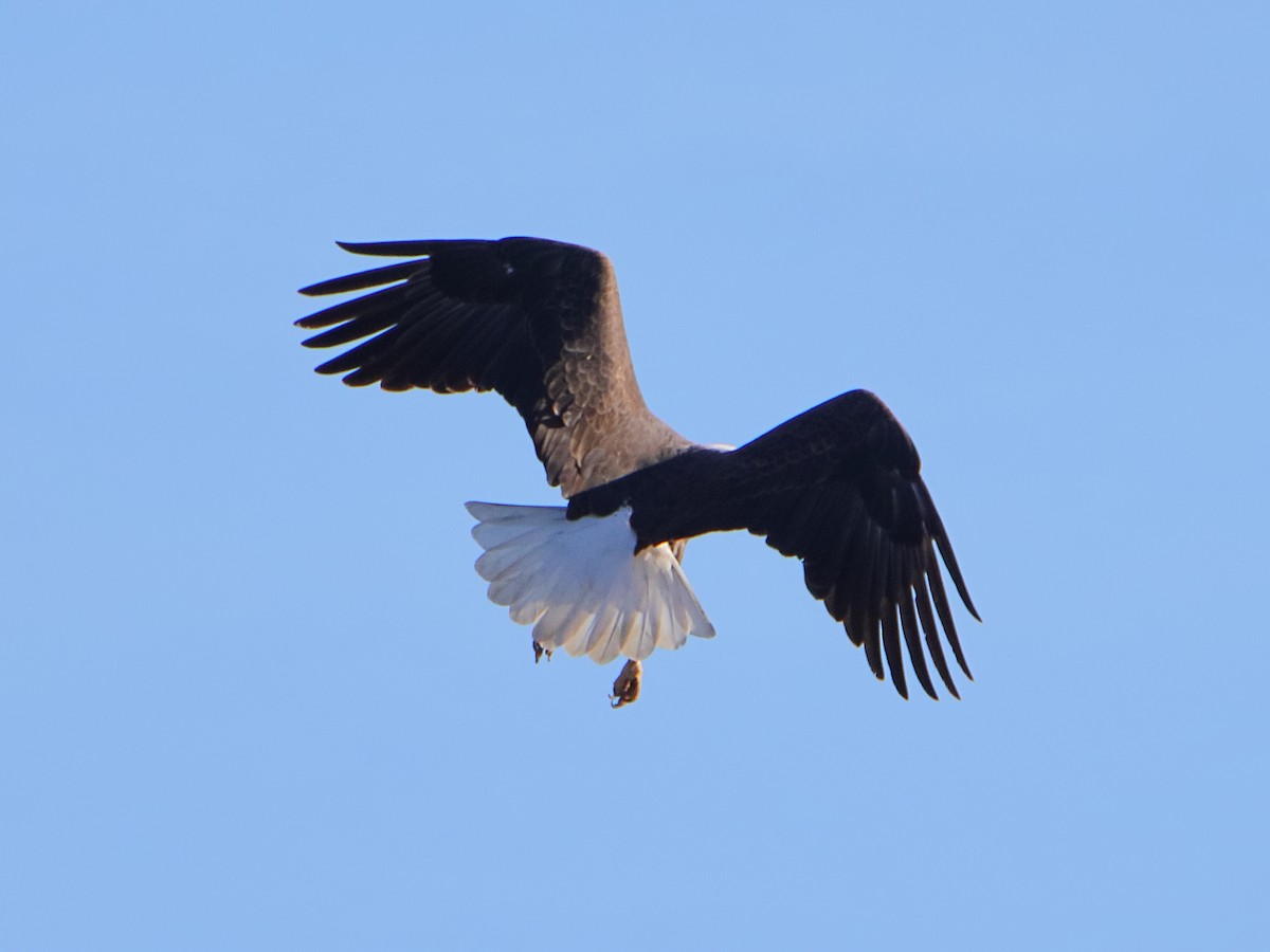 Bald Eagle - ML645528961