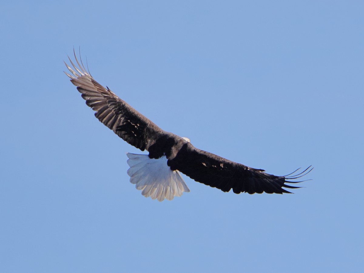 Bald Eagle - ML645528962