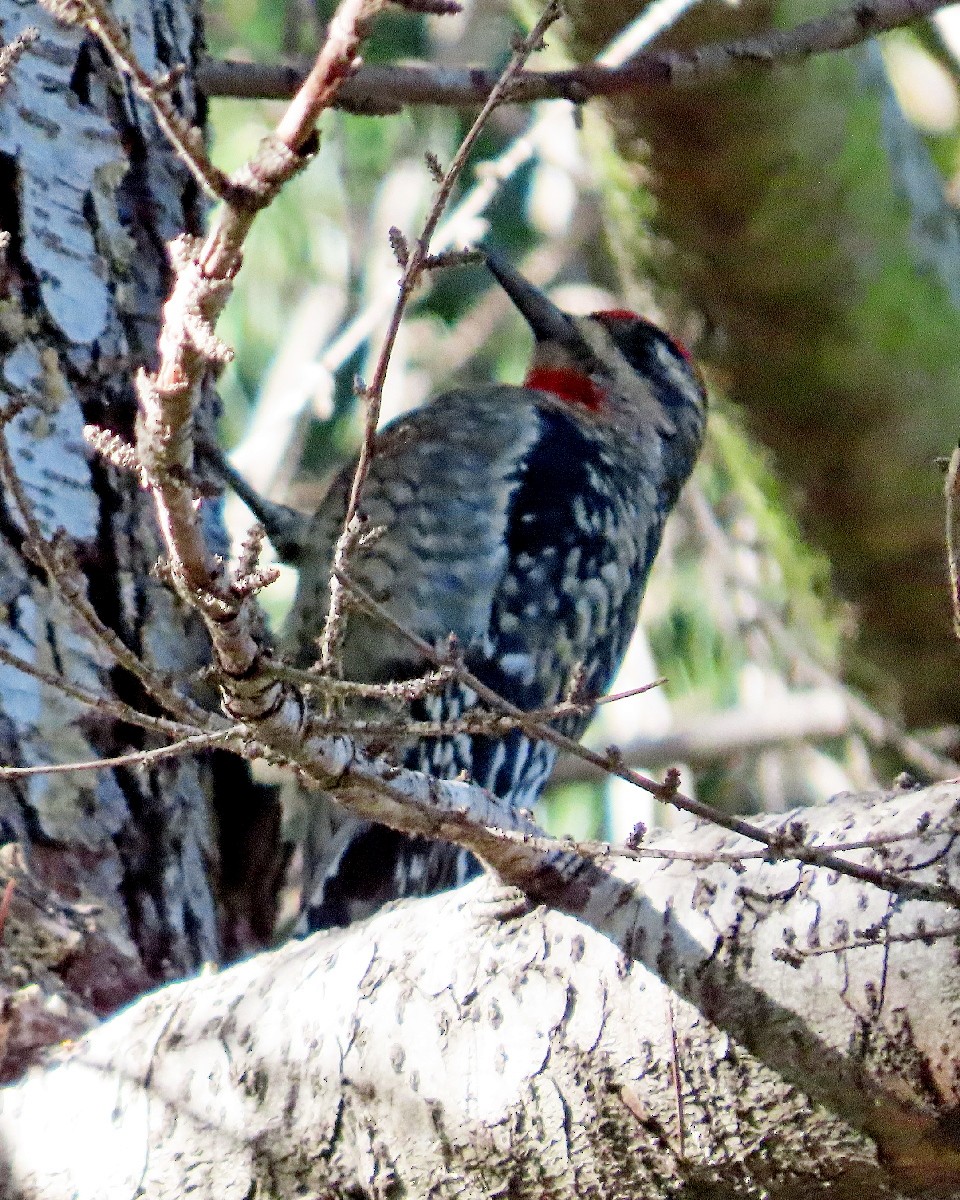 Rotnacken-Saftlecker - ML645528963