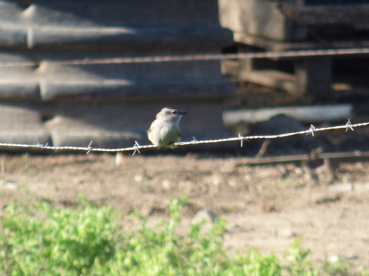 Crowned Slaty Flycatcher - ML645528964