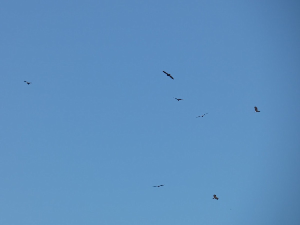 Snail Kite - ML645528969