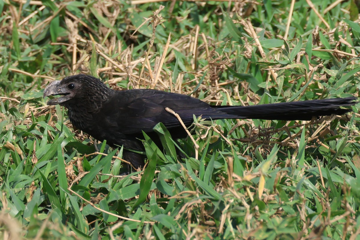 Ані товстодзьобий - ML645528970