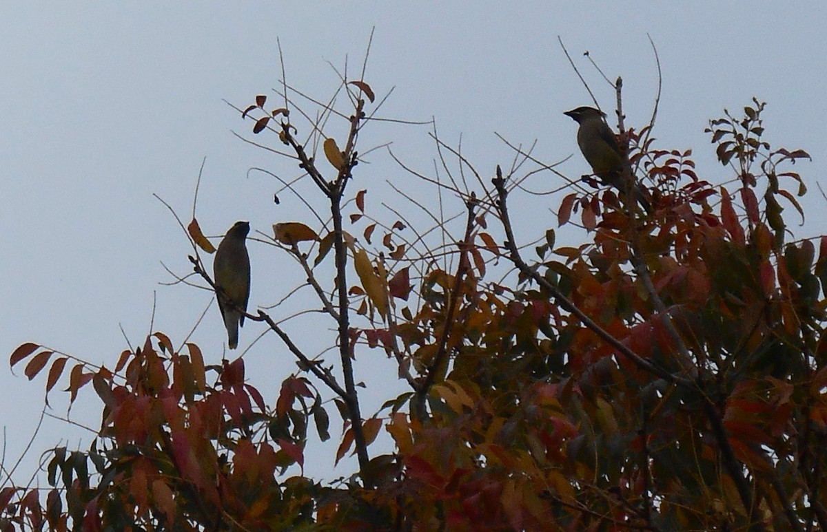 Cedar Waxwing - ML645528971