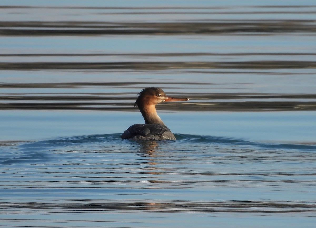 Red-breasted Merganser - ML645528973
