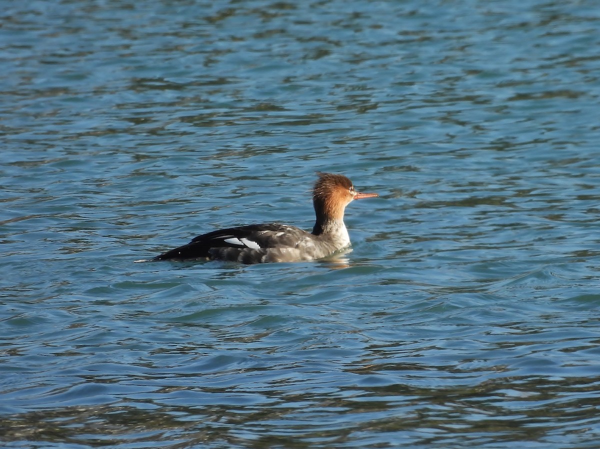 Red-breasted Merganser - ML645528974